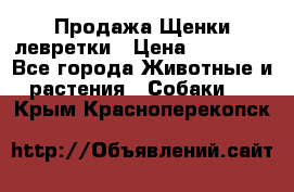 Продажа Щенки левретки › Цена ­ 40 000 - Все города Животные и растения » Собаки   . Крым,Красноперекопск